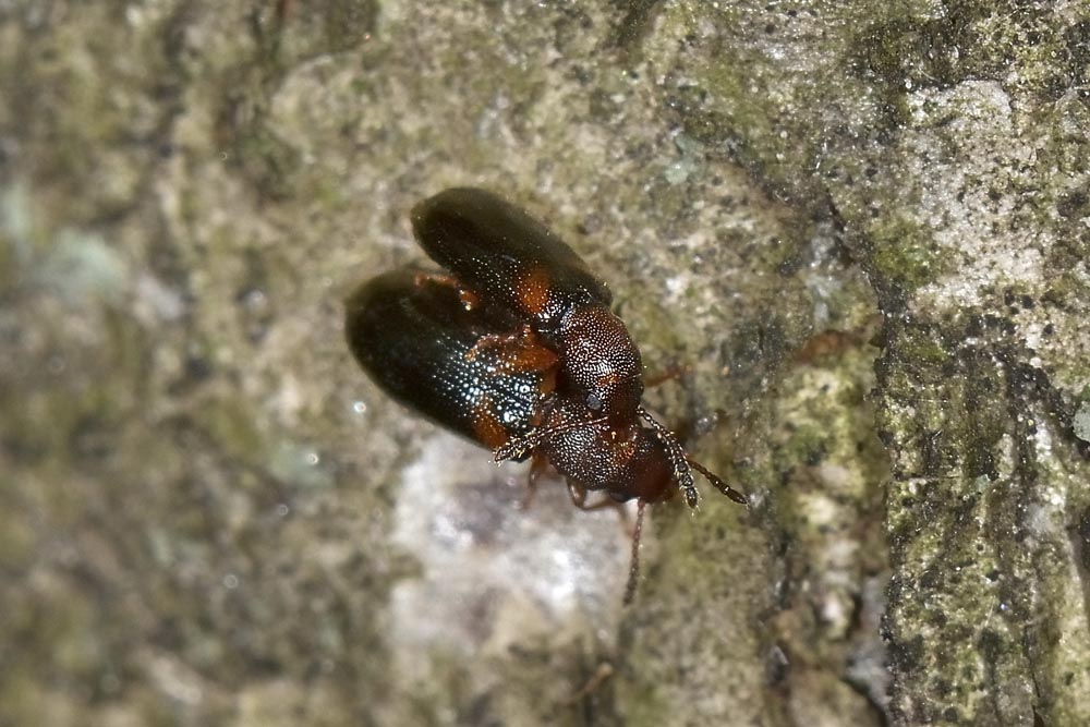 Lissodema denticolle - Salpingidae